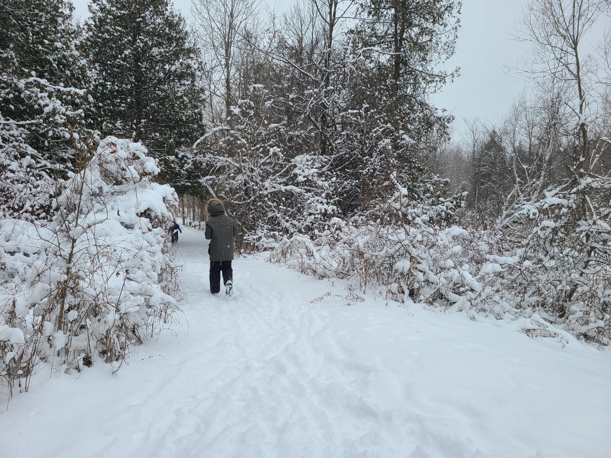 A snowy trail through trees with a person walking ahead.